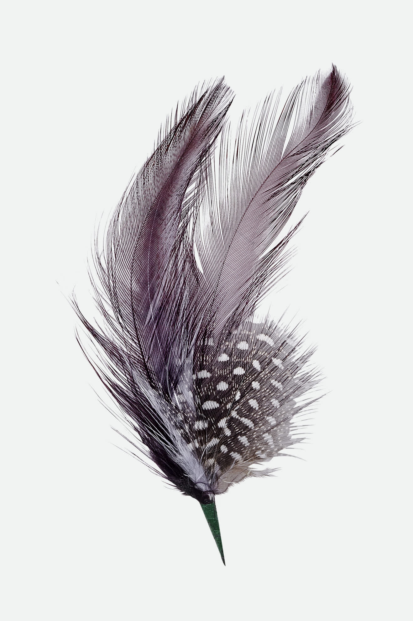 Unisex Brixton Hat Feather in the color Burnt Henna/Black - Front Product View